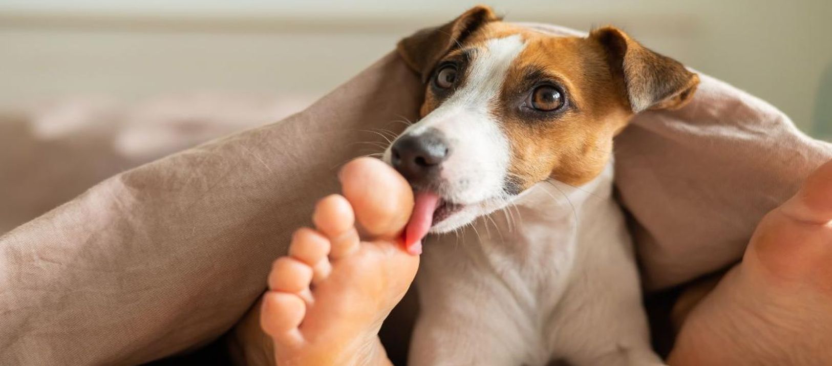 Imagen de la noticia: ¿Por qué los perros lamen los pies?