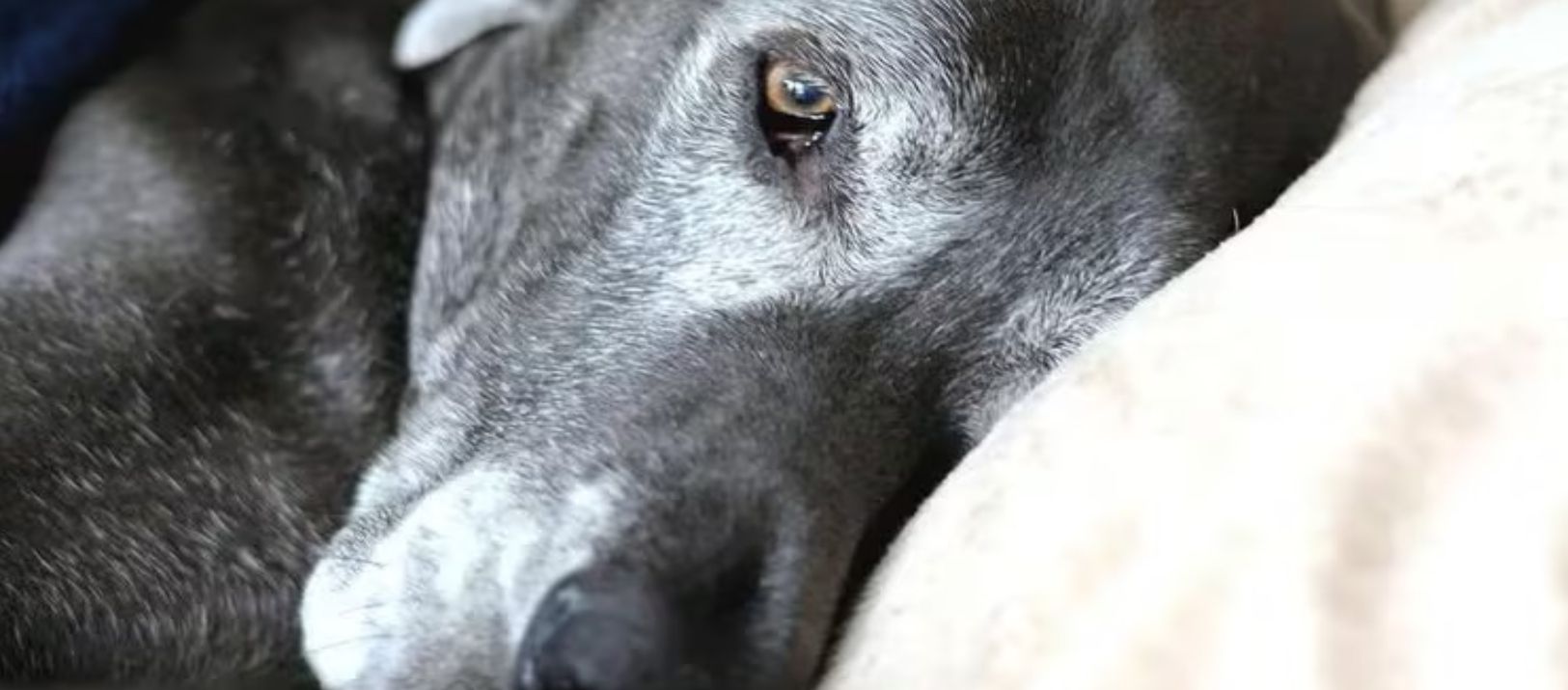 Imagen de la noticia: Conoce el enemigo oculto que compromete la salud de nuestras mascotas