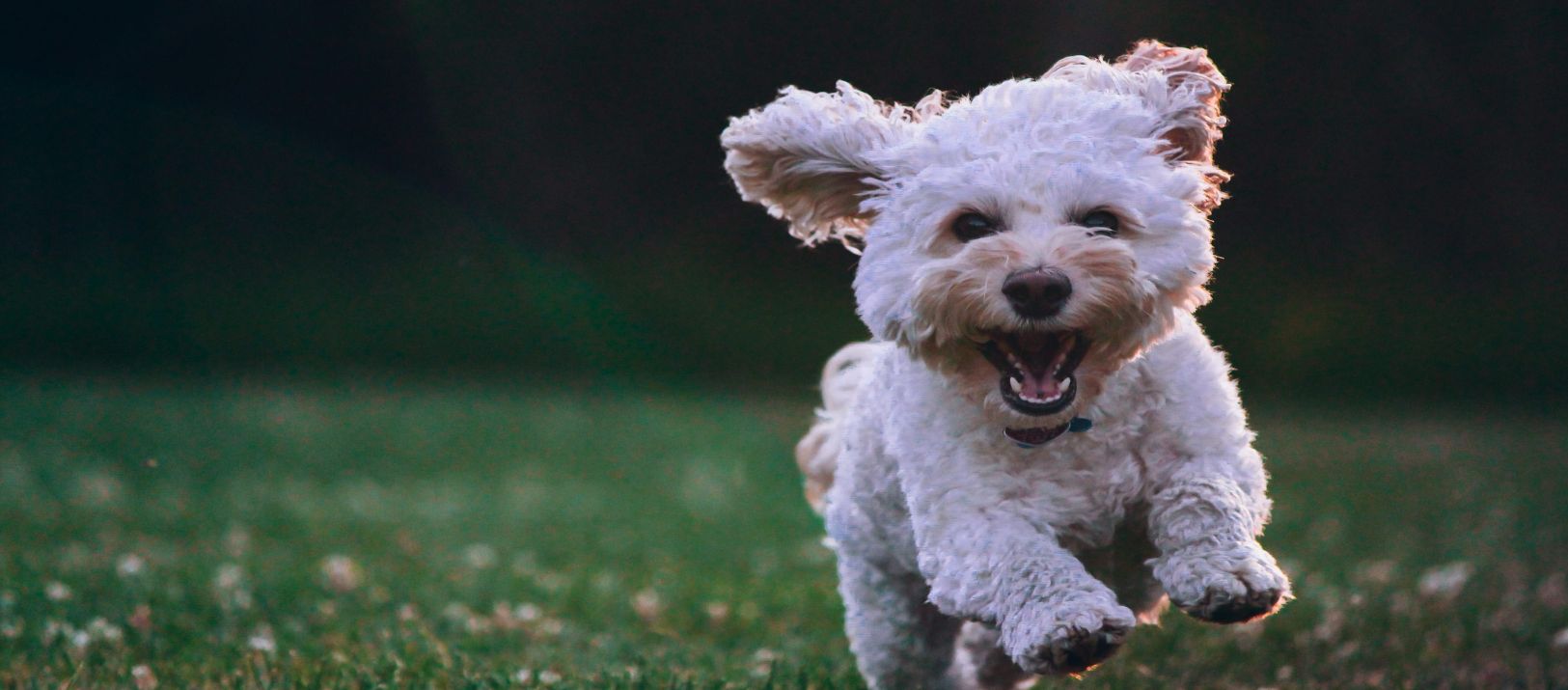 Imagen de la noticia: Los perros pueden sentir celos hacia sus dueños