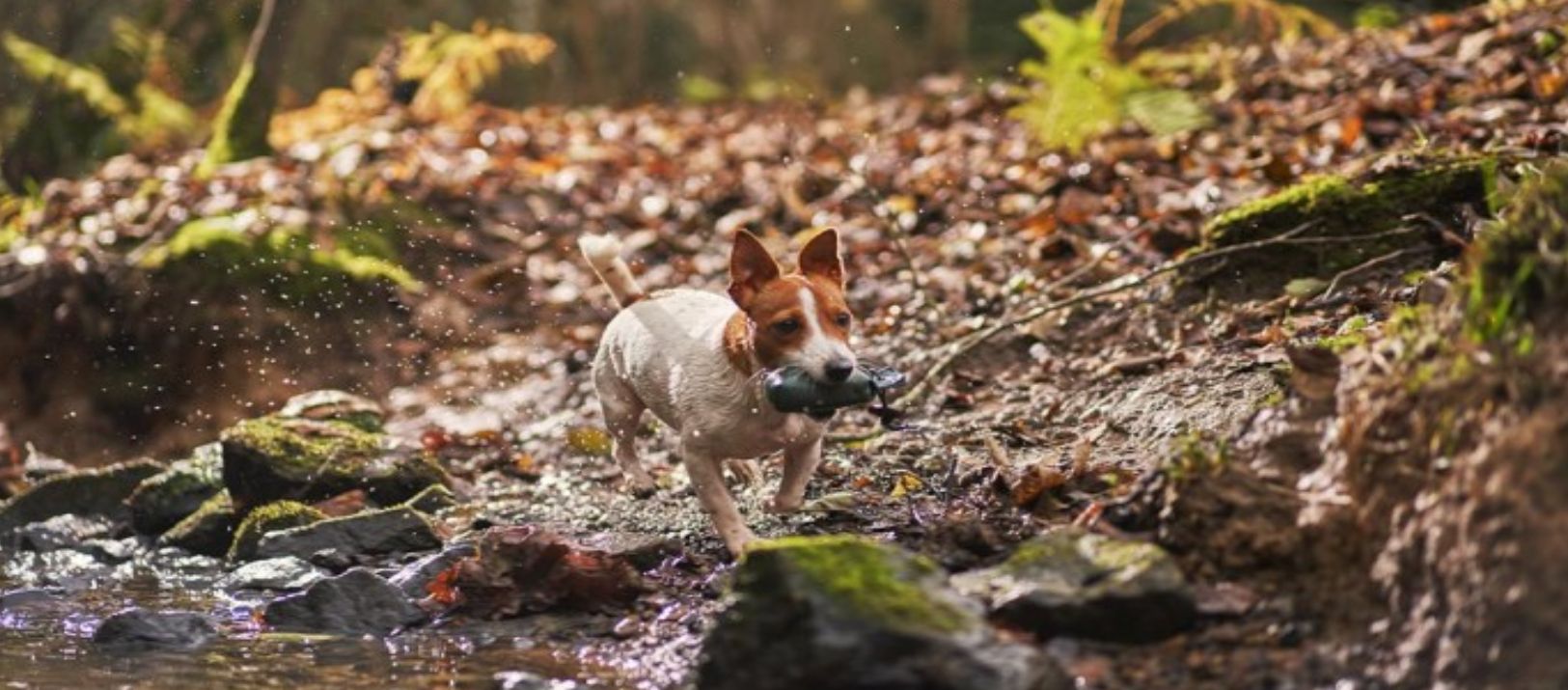 Imagen de la noticia: Filariosis canina: qué es, síntomas y tratamiento