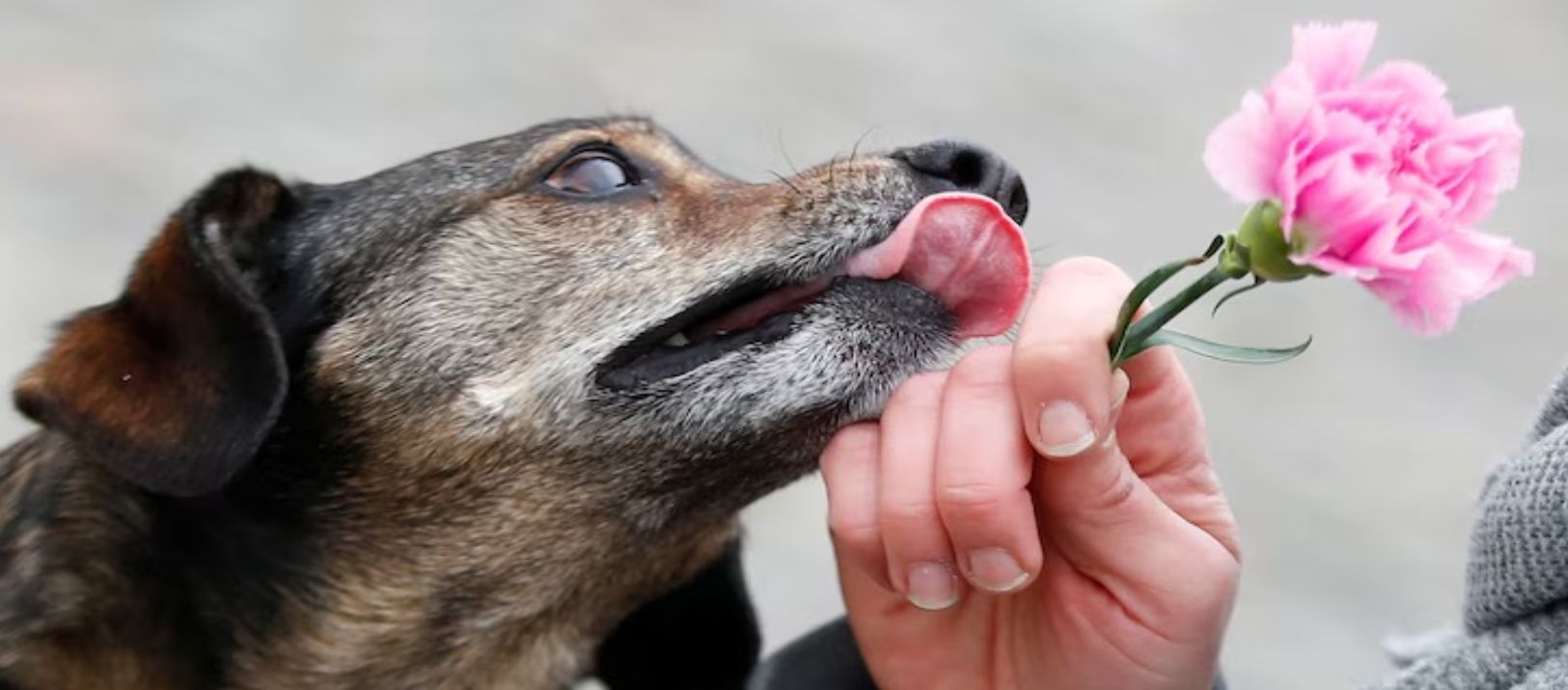 Imagen de la noticia: Estrategias para mantener las plantas seguras, lejos del alcance de las mascotas