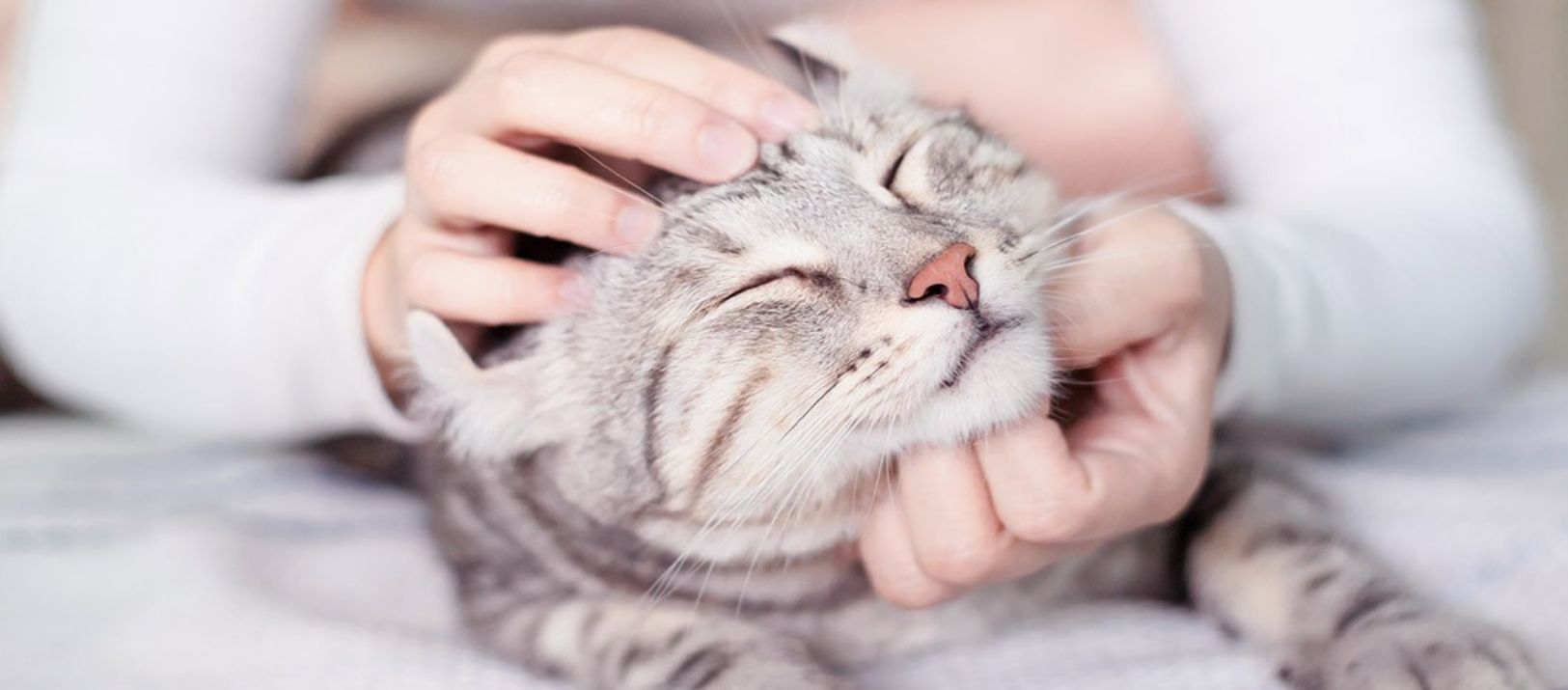 Imagen de la noticia: ¿Cómo los gatos dicen te quiero?