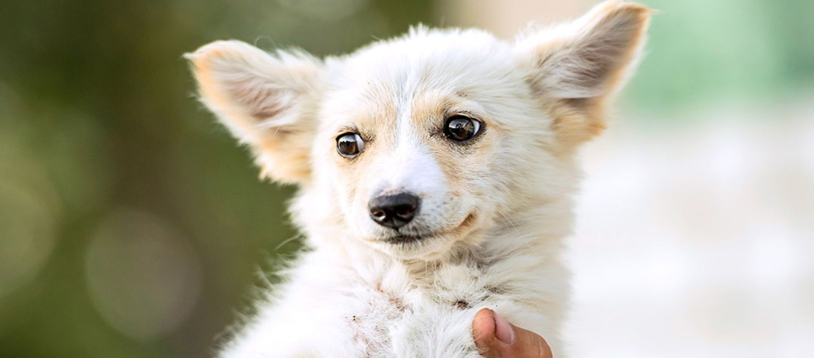 Imagen de la noticia: Perros mestizos: sus ventajas