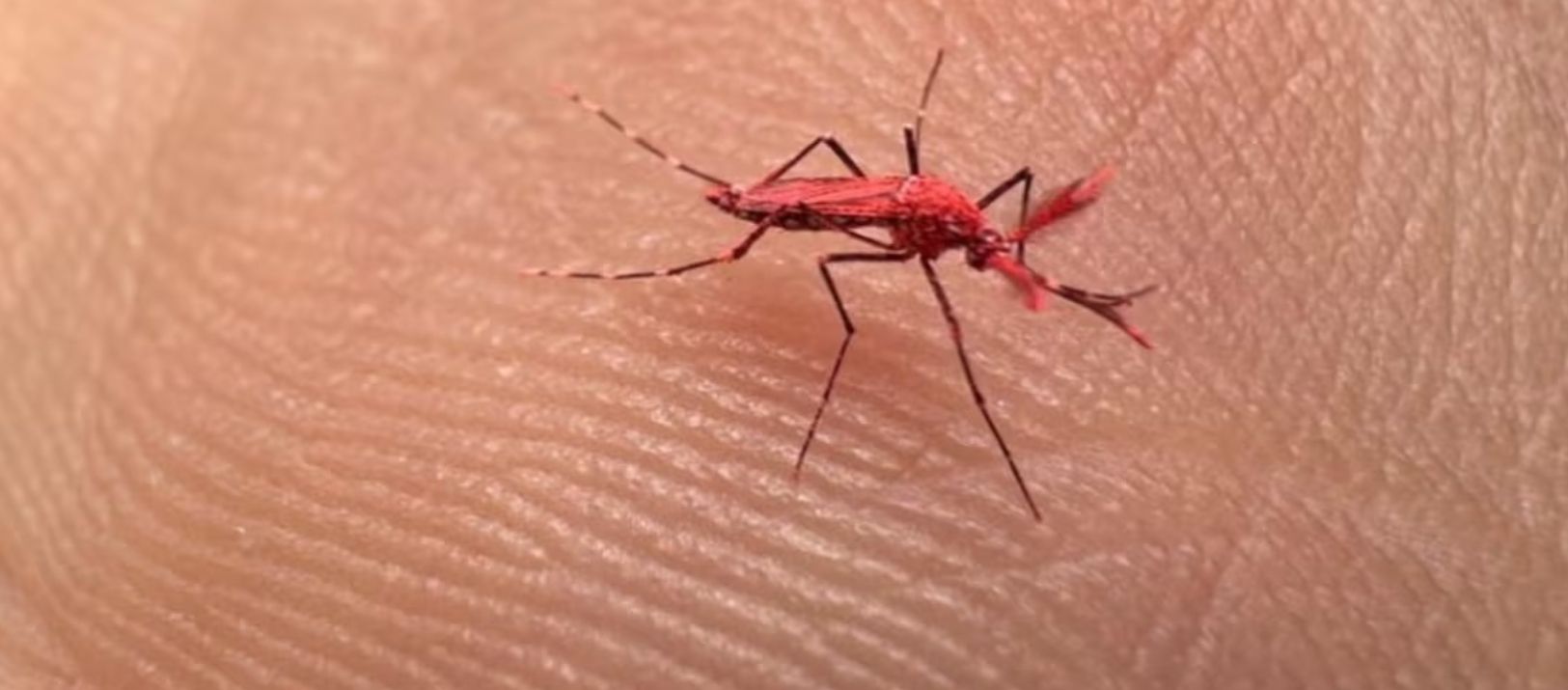 Imagen de la noticia: No hay que matarlos: Para qué sirven los mosquitos rojos que crearon