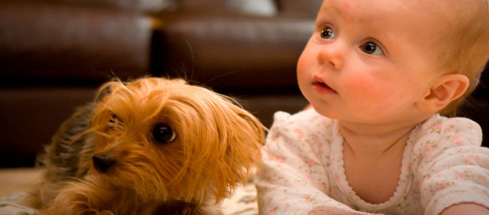 Imagen de la noticia: Mascotas y Bebés: ¿Cómo asegurar una convivencia saludable y armoniosa?