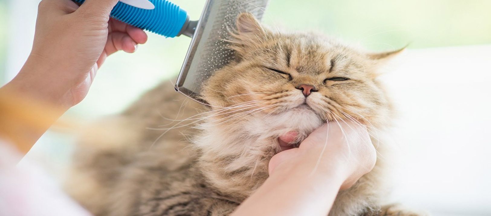 Imagen de la noticia: Cuidados básicos de los gatos