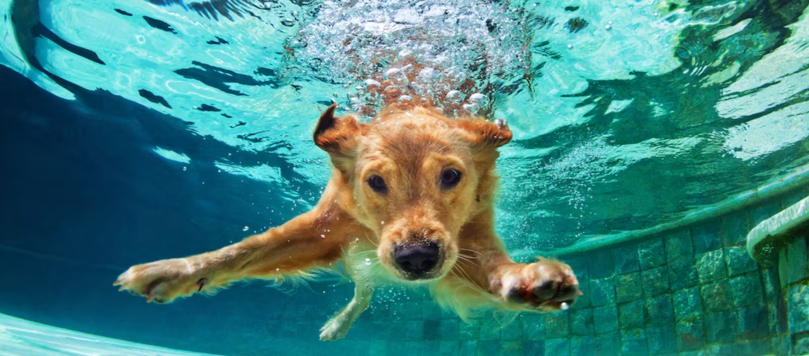 Imagen de la noticia: Los perros y las piletas